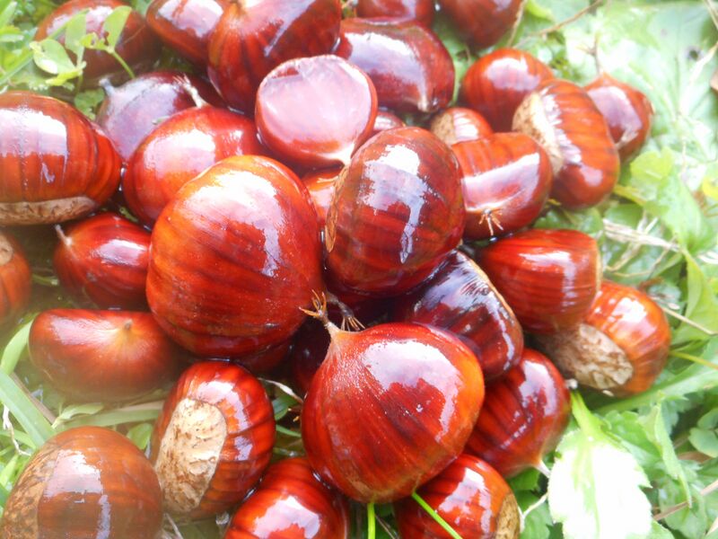 Datei:Edelkastanie Früchte Holler.JPG