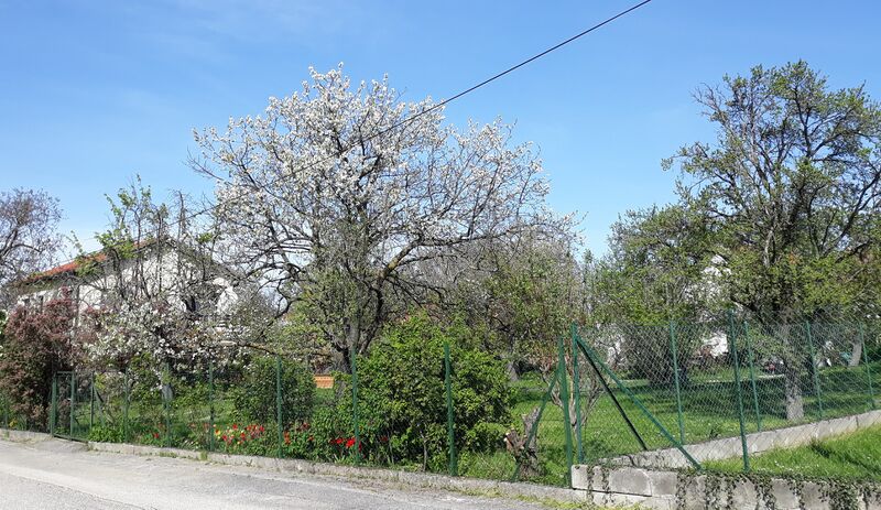 Datei:Streuobst Hausgarten eingezäunt Holler kompr.jpg