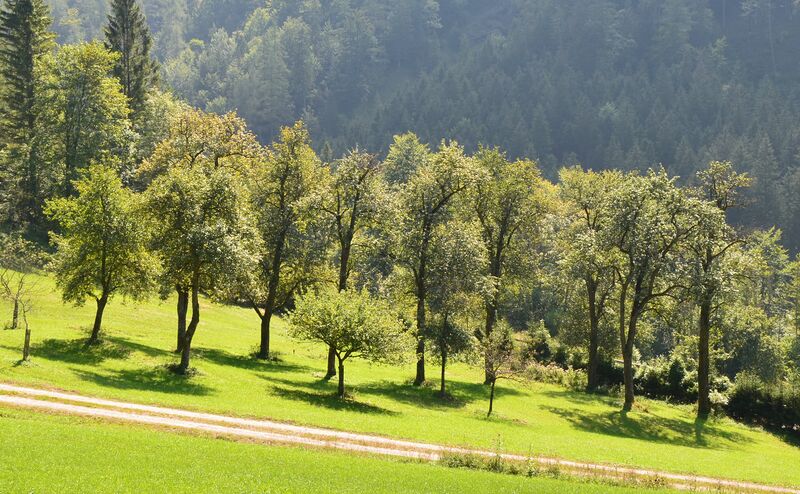 Datei:Streuobstwiese cARCHE NOAH.JPG