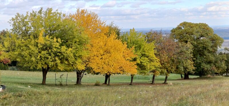 Datei:Maulbeeren Herbstfärbung Holler.jpg