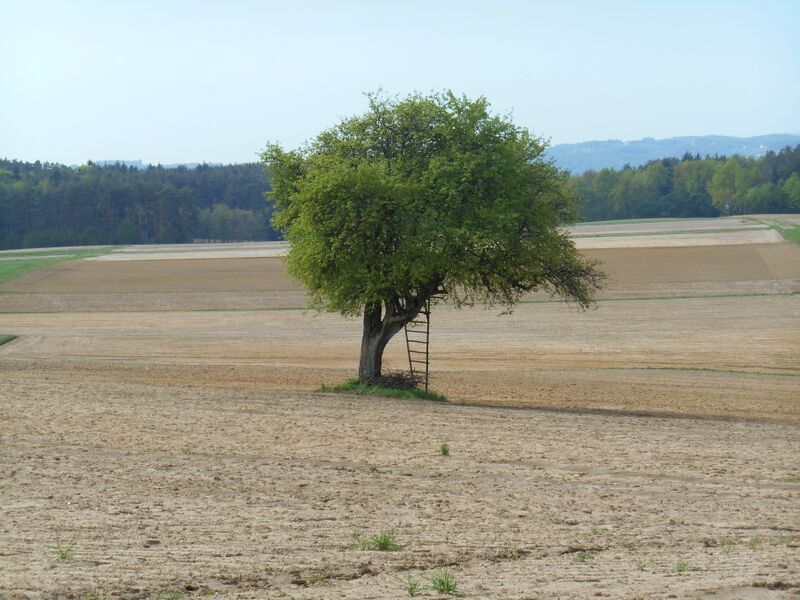 Datei:Einzelobstbaum Acker Holler.JPG