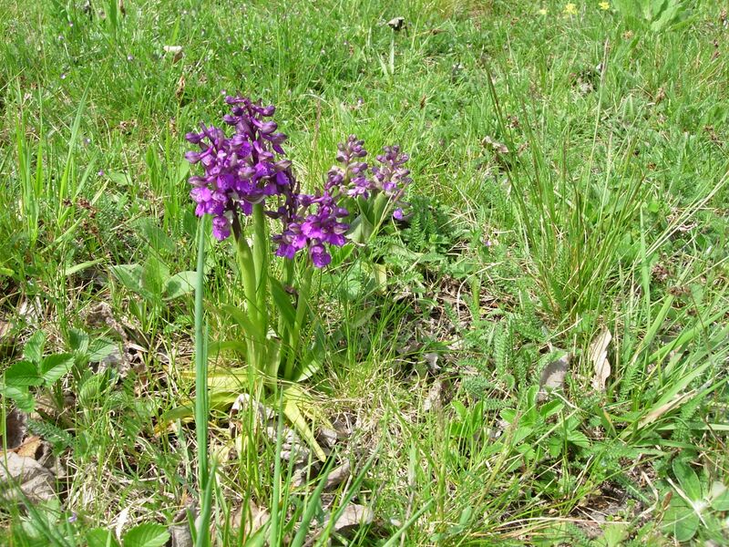 Datei:Orchideen Knabenkaut Holler.JPG