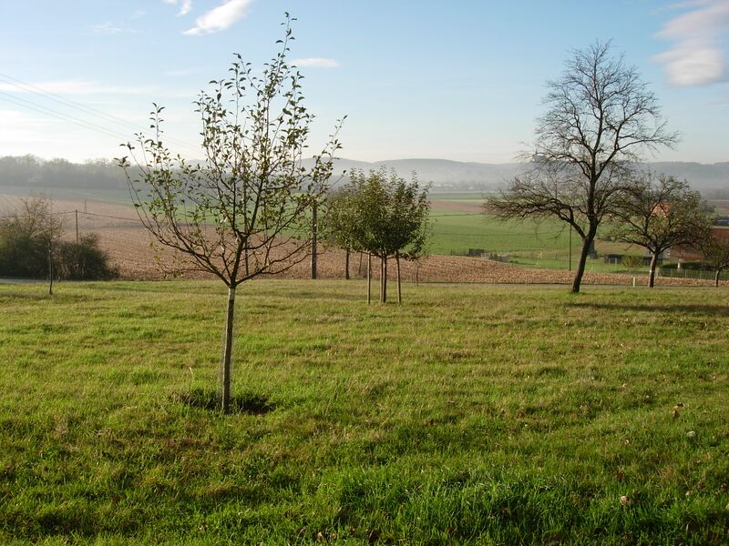 Datei:Jungbäume 2 Holler.JPG