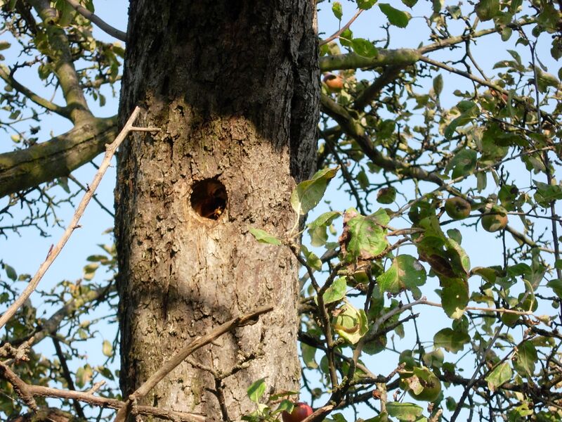 Datei:Spechthöhle Holler.JPG