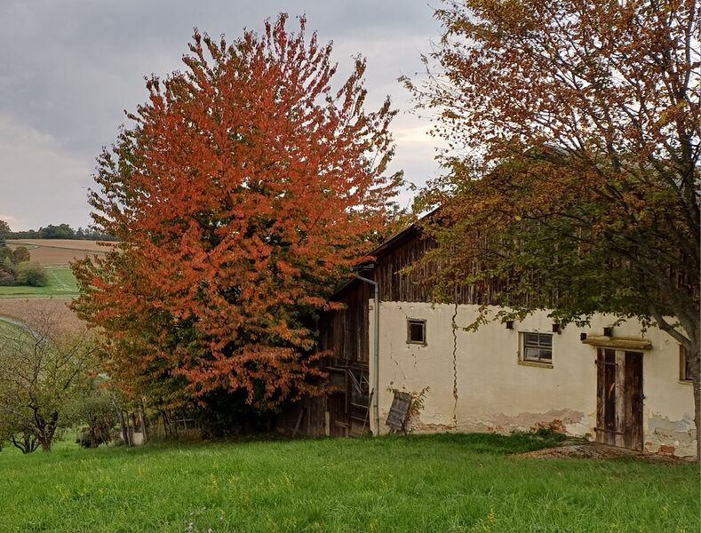 Datei:Kirsche Hausbaum Herbstfärbung Holler.jpg