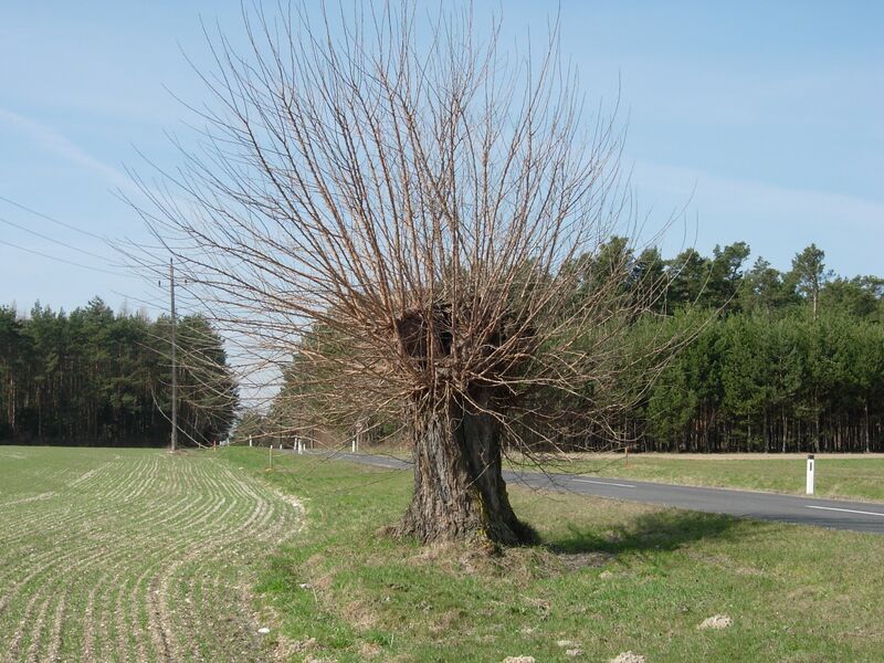 Datei:Maulbeere Kopfbaum Holler.JPG