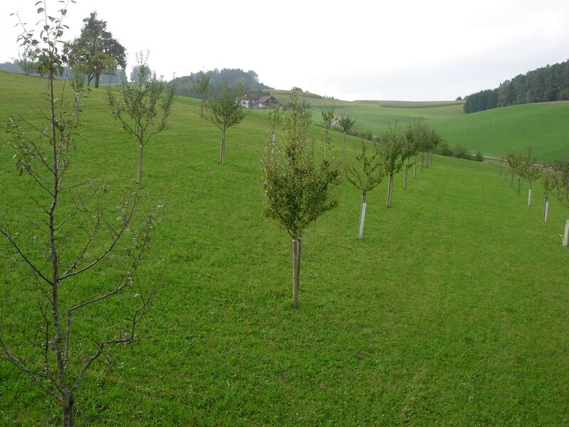 Datei:Jungbäume Holler.JPG