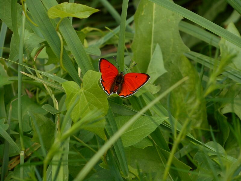 Datei:Schmetterling Feuerfalter Holler.JPG
