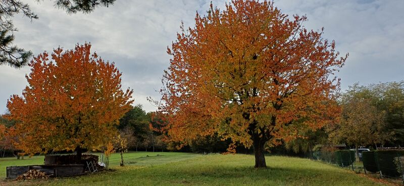 Datei:Kirschen Herbstfärbung Obstwiese Holler.jpg