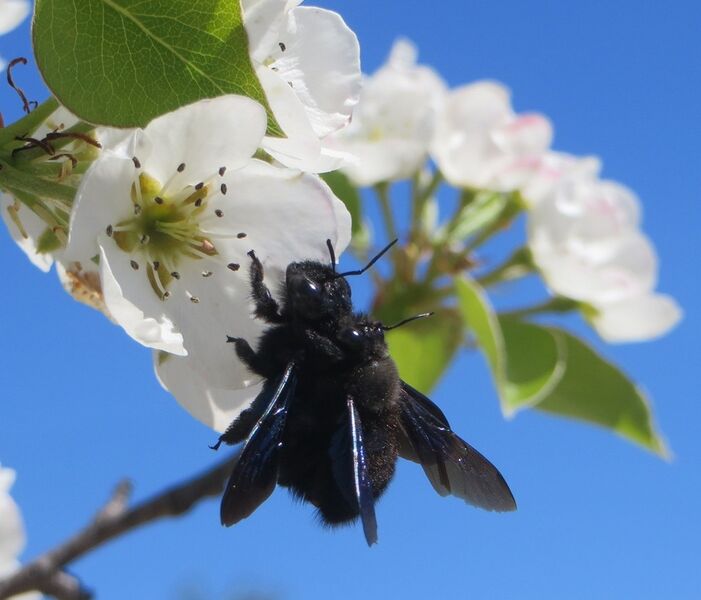 Datei:Blauschwarze Holzbiene c. Sophie Kratschmer.jpg