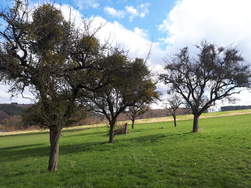 Datei:20200307 123645.jpg