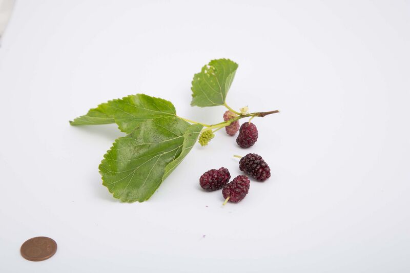 Datei:FS140625 5480.jpg