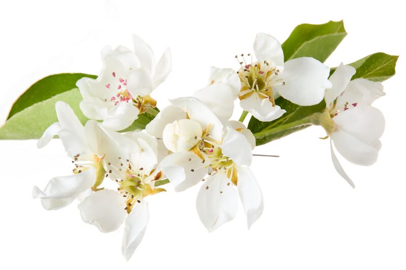 Datei:Birne ARCHE NOAH RupertPessl.jpg