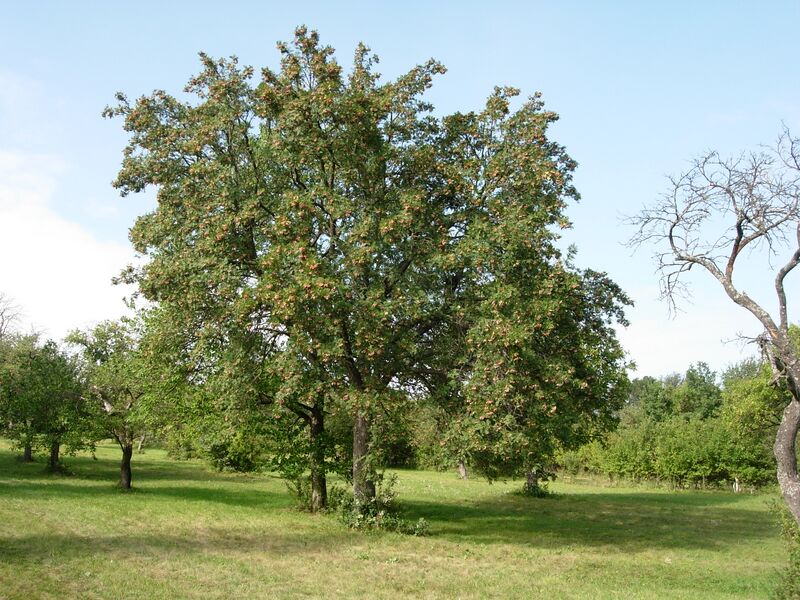 Datei:Speierling Baum Holler.JPG