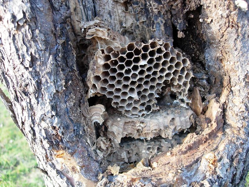 Datei:Hornissennest Baumhöhle Holler.JPG