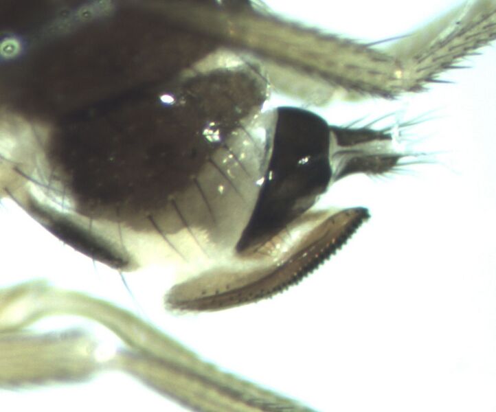 Datei:Legebohrer Detail.jpg