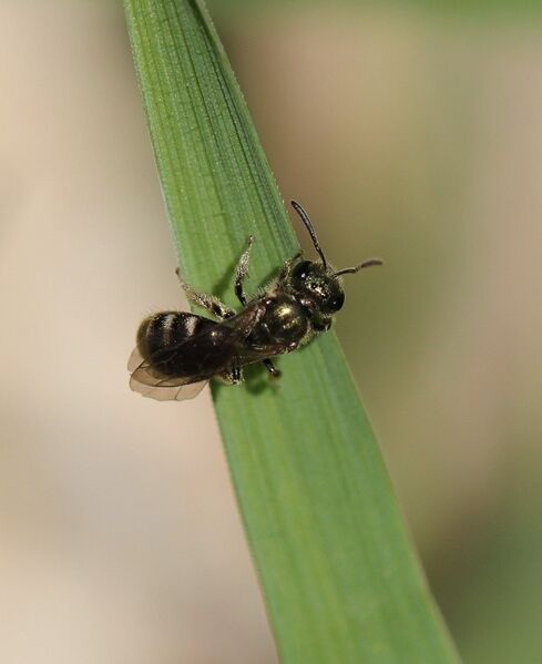 Datei:Dunkelgrüne Schmalbiene c. Sophie Kratschmer.jpg