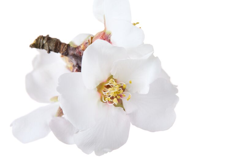 Datei:Mandelblüte ARCHE NOAH RupertPessl.jpg