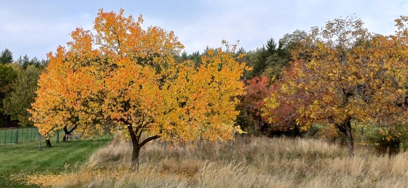 Datei:Aprikose und Walnuss Herbstfärbung Holler.jpg