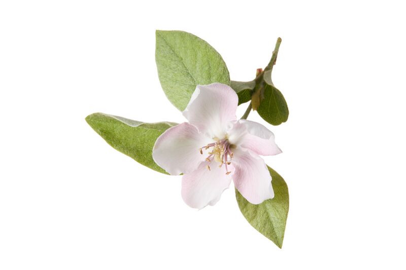 Datei:Quitte ARCHE NOAH RupertPessl.jpg