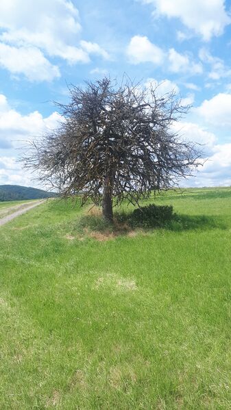 Datei:20220709 115933.jpg