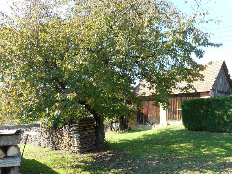 Datei:Kirschbaum Hintaus Stadl Holler kompr.jpg