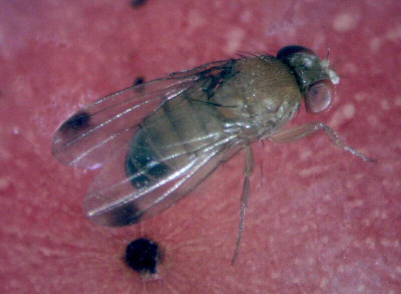 Datei:Männliche Kirschessigfliege.jpg