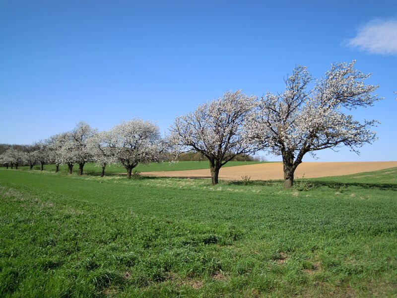 Datei:Kirschblüte Acker Holler.JPG