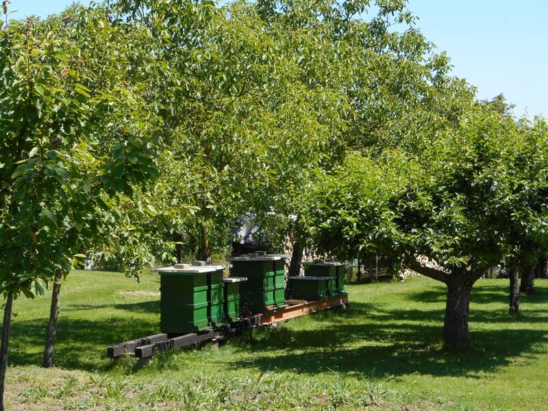 Datei:Bienenstöcke auf Streuobstwiese Holler.JPG