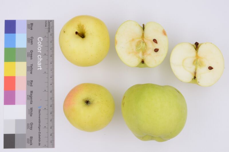 Datei:Spätblühernder Taffetapfel 27.08 (12).jpg