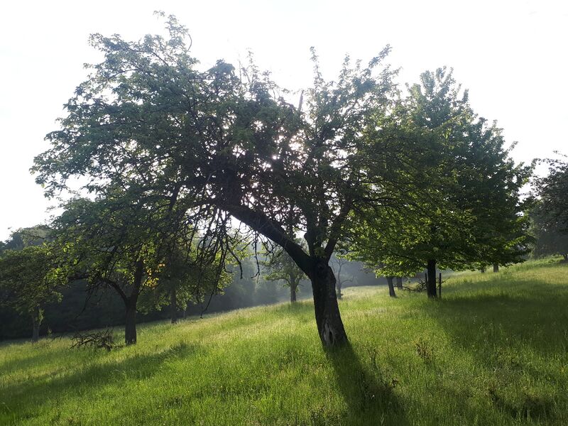 Datei:20210604 072748.jpg