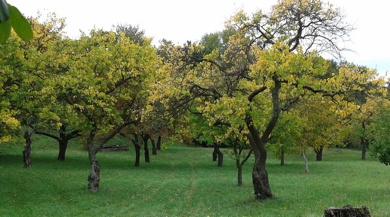 Datei:Aprikosengarten Holler.jpg