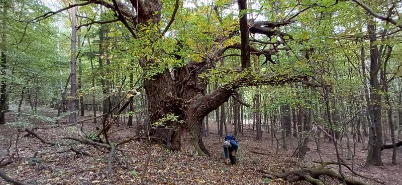 Datei:Edelkastanie Altbaum Wald Holler.jpg