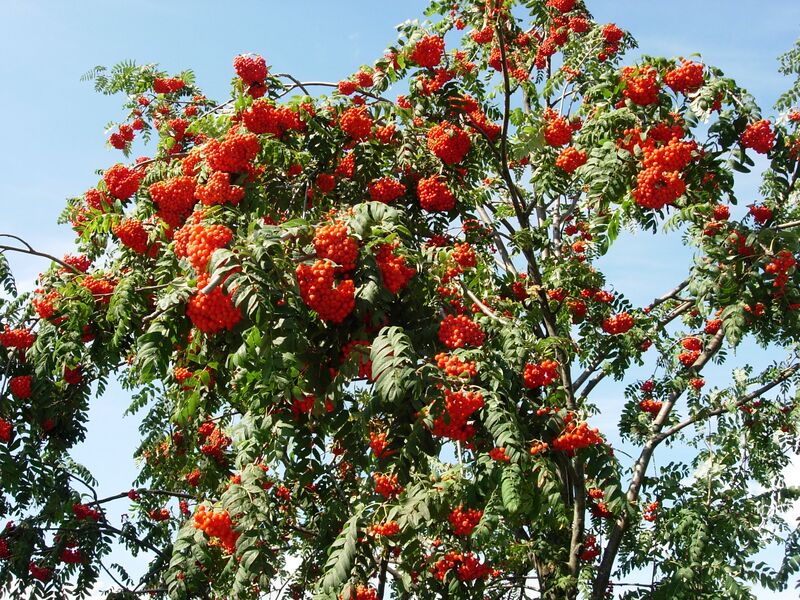 Datei:Vogelbeerbaum Früchte Holler.JPG