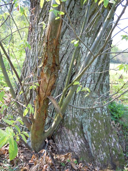 Datei:Edelkastanie Rindenkrebs Holler.JPG