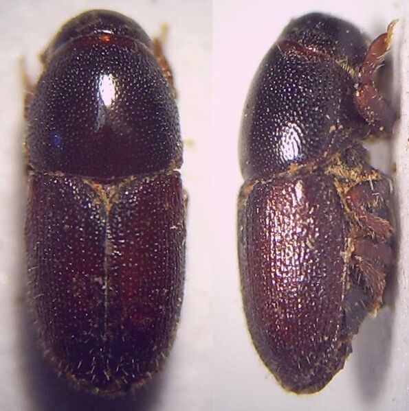 Datei:Scolytus rugulosus Imago.jpg