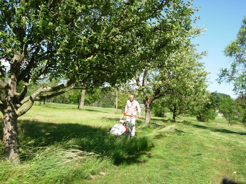 Datei:Streuobstwiese Mahd Motormäher Holler.JPG