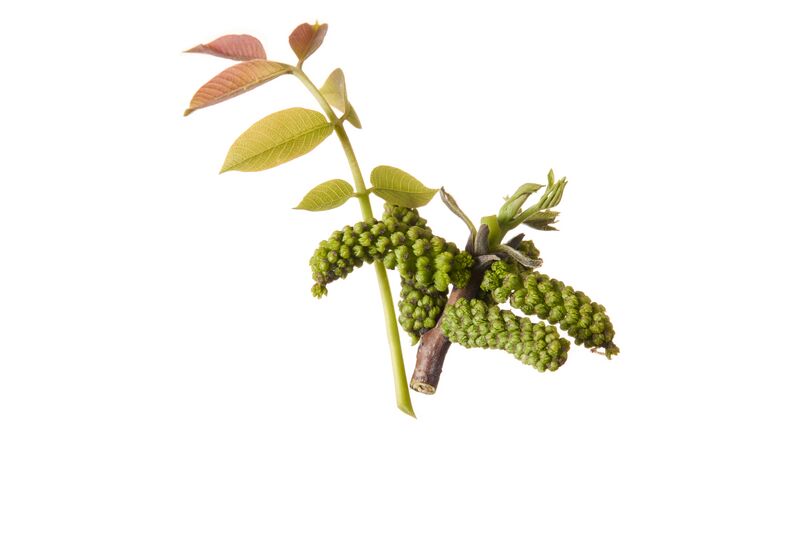 Datei:Walnuss Blüte ARCHE NOAH RupertPessl.jpg