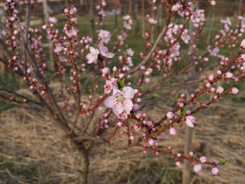 Datei:Pfirsichblüte Jungbaum Holler.JPG
