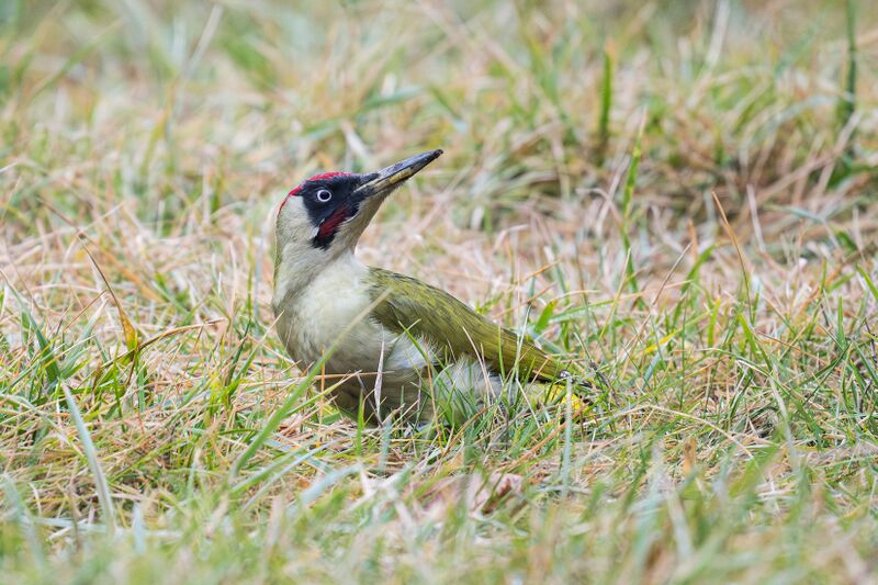 Datei:Gruenspecht c. Philipp Muigg.jpg