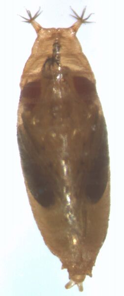 Datei:Puppenstadium Kirschessigfliege.jpg