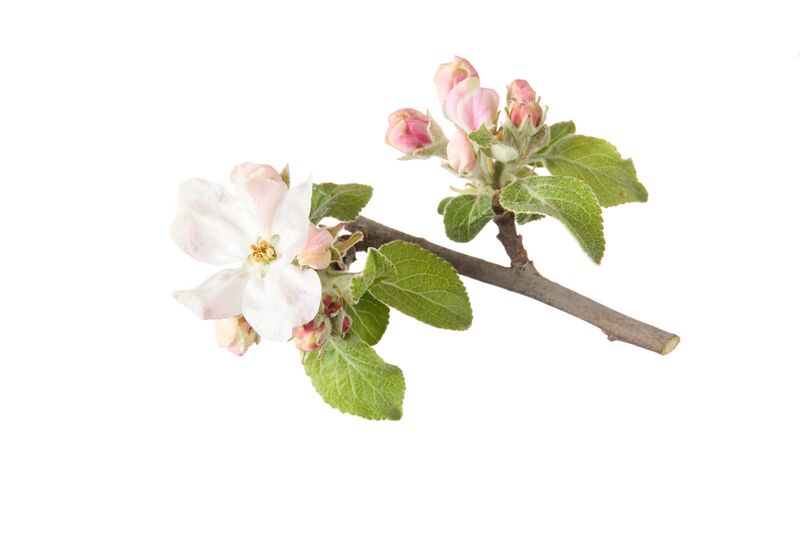 Datei:Apfel Blüte1 ARCHE NOAH RupertPessl.jpg