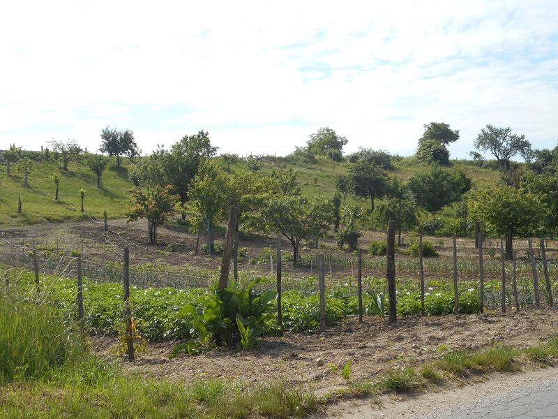 Datei:Obstbäume und Gemüse Holler kompr.jpg
