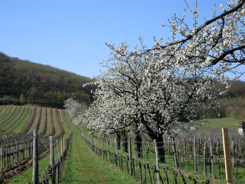Datei:Kirschblüte Weingarten Holler.JPG