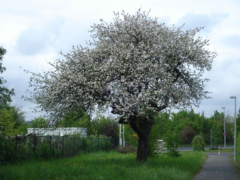 Datei:2010-05-07-ehrenbreitstein-bluehender-apfelbaum.JPG