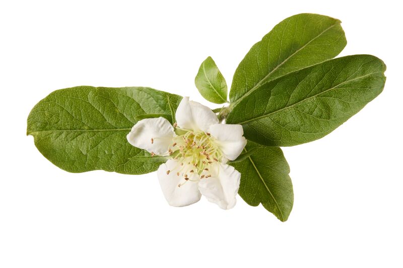 Datei:Mispel ARCHE NOAH RupertPessl.jpg