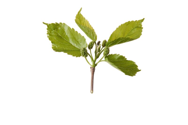 Datei:Maulbeere Blüte ARCHE NOAH RupertPessl.jpg