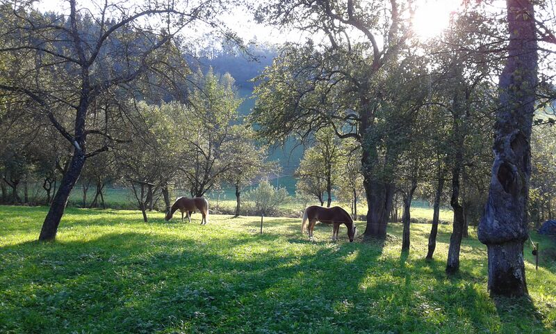 Datei:Pferdeweide Streuobstwiese Holler.jpg