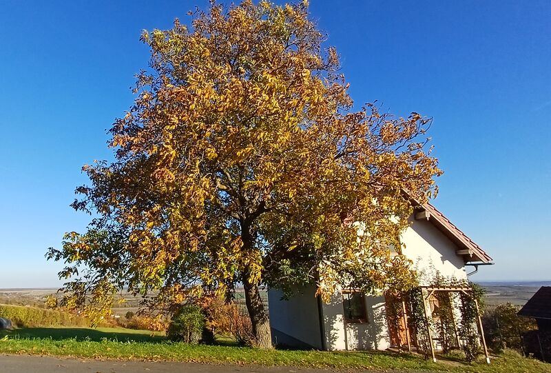 Datei:Walnuss Hausbaum Holler.jpg