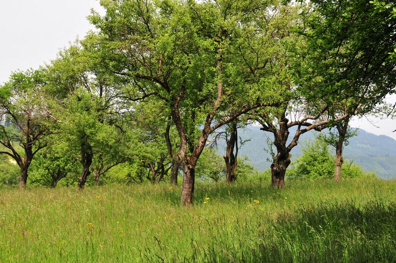 Datei:Glatthaferwiese Weiss kompr.jpg